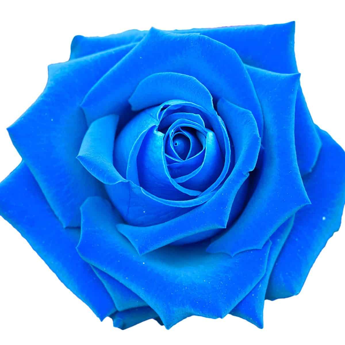 What the Colors of Roses mean Kittelberger Florist