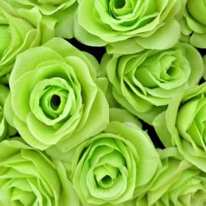 What the Colors of Roses mean - Kittelberger Florist