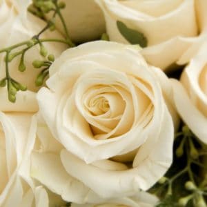 https://kittelbergerflorist.flowermanager.net/wp-content/uploads/sites/32/2015/02/Ivory-Rose-300x300.jpg