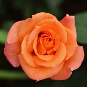 orange roses images