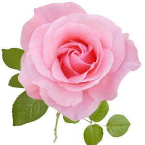 What the Colors of Roses mean - Kittelberger Florist