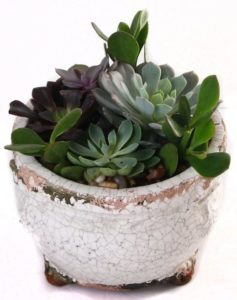 A variety of succulent plants are planted in a unique ceramic container for a natural and chic presentation.