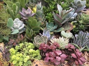 Succulent Survival Guide - Kittelberger Florist