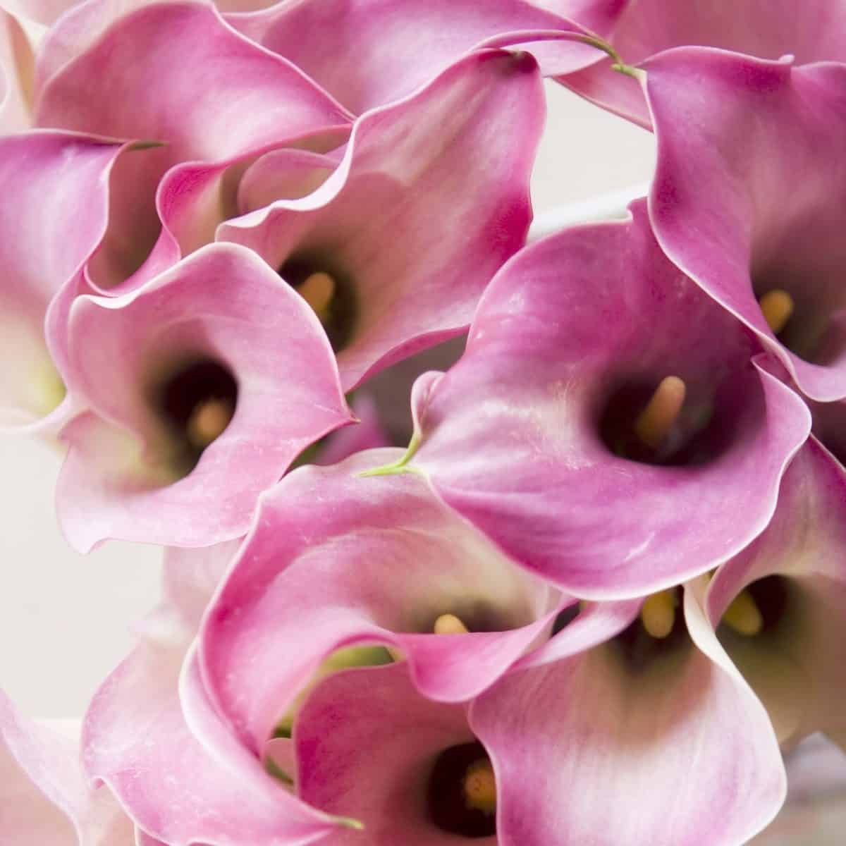 Calla Spring Rose Pleasing Pastels for Springtime - Kittelberger Florist