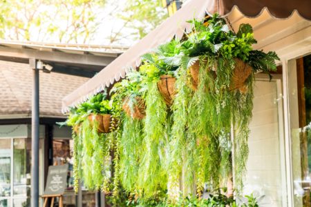 Hanging Plants with Tails